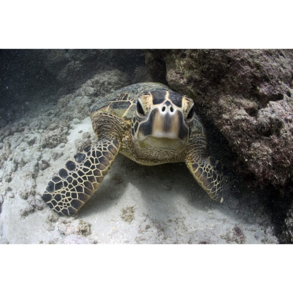 Honu Youngster